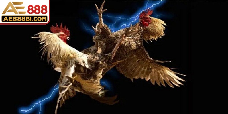Những chiến kê sở hữu phong cách chủ động dâng cao rất dễ thắng