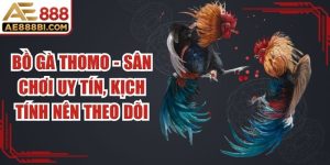 Bồ Gà Thomo