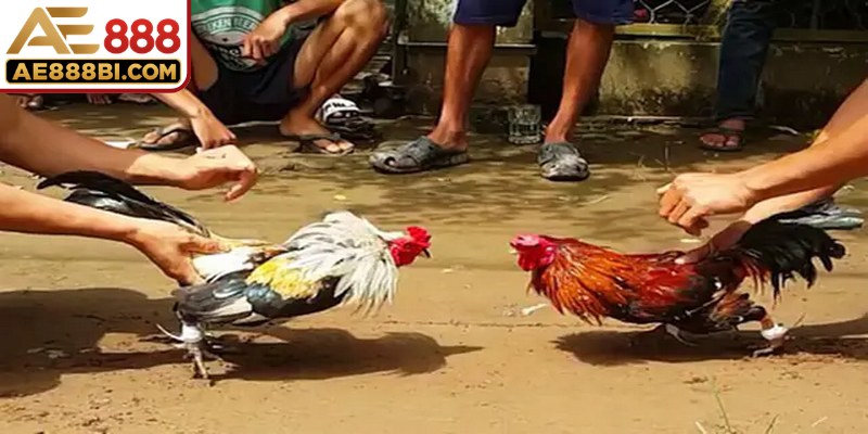 Xuống tiền cược gà đúng thời điểm là mẹo quan trọng cần chú ý