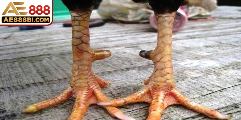 Bỏ thời gian tìm hiểu, đánh giá toàn diện về nguồn gốc của chiến kê