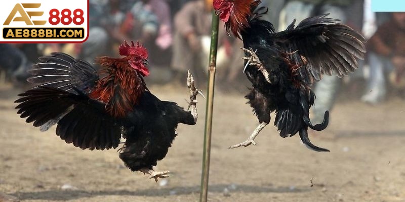 Chiến kê Quân lực mang thông điệp mạnh mẽ, gắn liền với sự tự tin