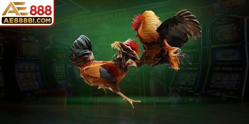 Đá gà đòn là loại hình giải trí cuốn hút, thú vị, kịch tính khó cưỡng