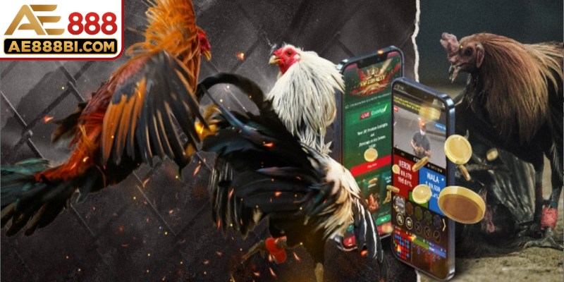 Đá gà Thái Lan là một trong những loại hình giải trí đặc sắc nhất