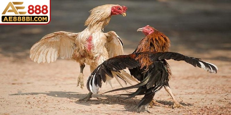 Đá gà Thomo trở thành trào lưu giải trí mới cực kỳ cuốn hút hiện nay