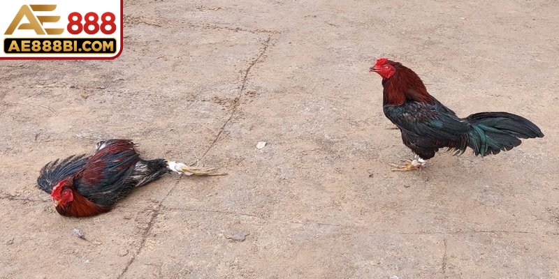 Đá gà trực tiếp hôm nay lôi cuốn một lượng lớn kê thủ ở châu Á