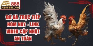 Đá Gà Trực Tiếp Hôm Nay